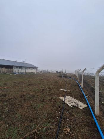 ÇORUM İSKİLİP YOLUNDA SATILIK HEM BESİ HEM SÜT İÇİN 458 BAŞLIK ÇİFTLİK