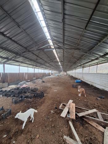 ÇORUM İSKİLİP YOLUNDA SATILIK HEM BESİ HEM SÜT İÇİN 458 BAŞLIK ÇİFTLİK