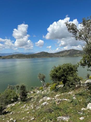 Bafa Gölünde Satılık Zeytinlik