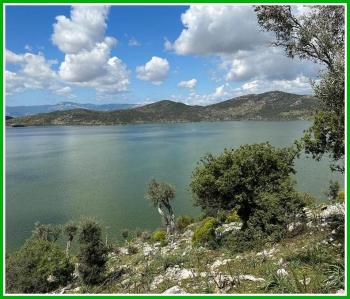 Bafa Gölünde Satılık Zeytinlik