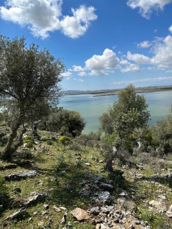Bafa Gölünde Satılık Zeytinlik