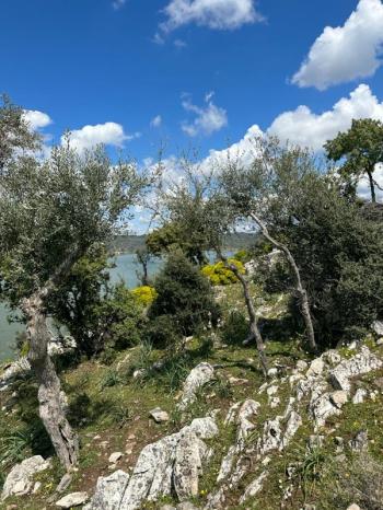 Bafa Gölünde Satılık Zeytinlik