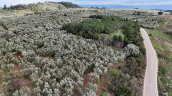 MUDANYA, TİRİLYE - HALİLBEY ASFALTA CEPHE 8 DÖNÜM SATILIK YATIRIMLIK HESAPLI ZEYTİNLİK