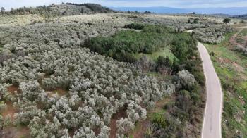 MUDANYA, TİRİLYE - HALİLBEY ASFALTA CEPHE 8 DÖNÜM SATILIK YATIRIMLIK HESAPLI ZEYTİNLİK