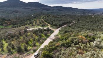 MUDANYA, TİRİLYE - HALİLBEY ASFALTA CEPHE 8 DÖNÜM SATILIK YATIRIMLIK HESAPLI ZEYTİNLİK