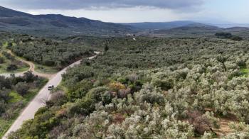 MUDANYA, TİRİLYE - HALİLBEY ASFALTA CEPHE 8 DÖNÜM SATILIK YATIRIMLIK HESAPLI ZEYTİNLİK