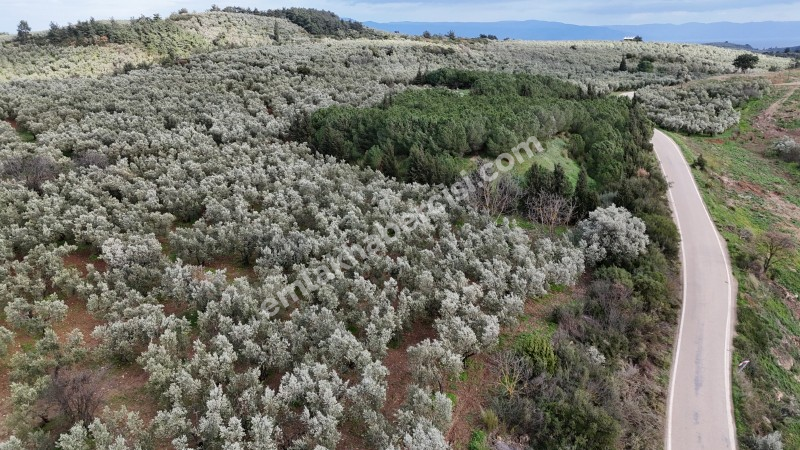 MUDANYA, TİRİLYE - HALİLBEY ASFALTA CEPHE 8 DÖNÜM SATILIK YATIRIMLIK HESAPLI ZEYTİNLİK