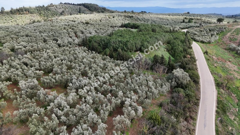 MUDANYA, TİRİLYE - HALİLBEY ASFALTA CEPHE 8 DÖNÜM SATILIK YATIRIMLIK HESAPLI ZEYTİNLİK