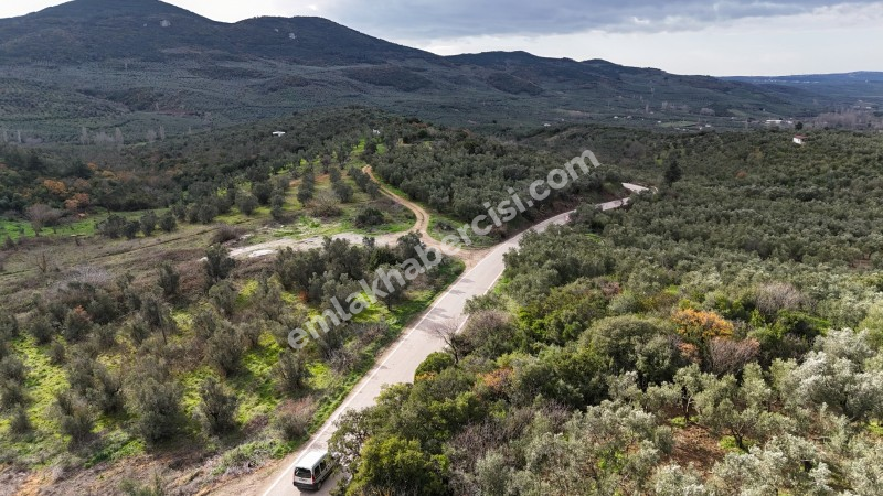 MUDANYA, TİRİLYE - HALİLBEY ASFALTA CEPHE 8 DÖNÜM SATILIK YATIRIMLIK HESAPLI ZEYTİNLİK
