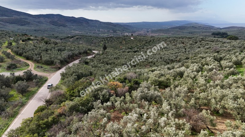 MUDANYA, TİRİLYE - HALİLBEY ASFALTA CEPHE 8 DÖNÜM SATILIK YATIRIMLIK HESAPLI ZEYTİNLİK
