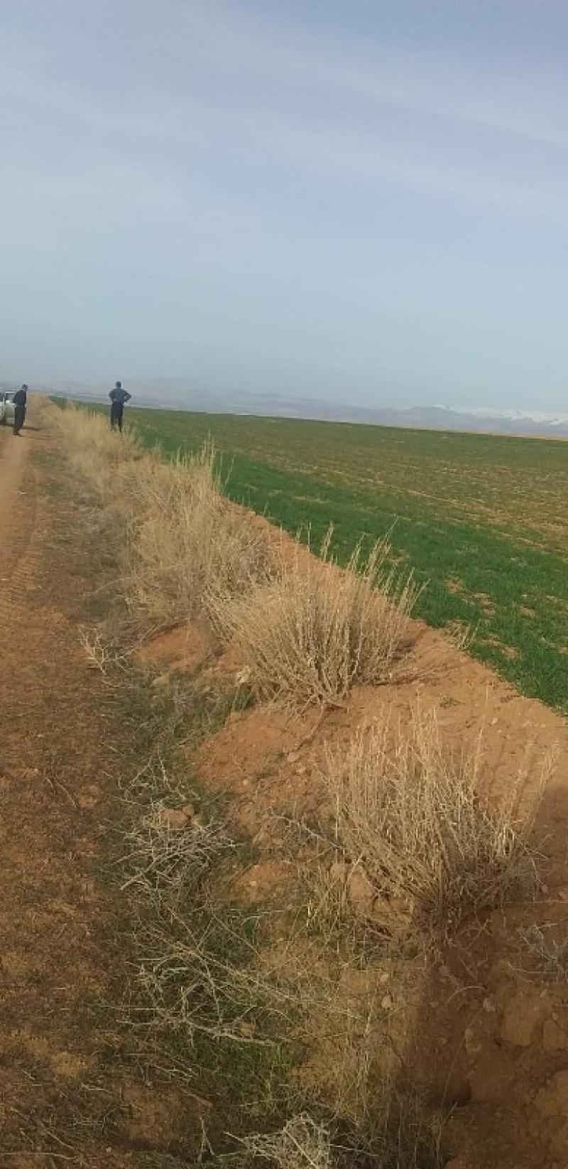 ALTAY KÖYÜNDE 30  DÖNÜM SATILIK TARLA 