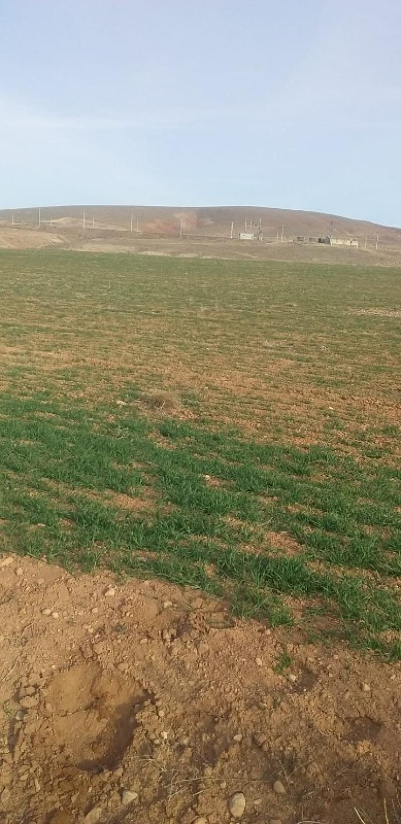 ALTAY KÖYÜNDE 30  DÖNÜM SATILIK TARLA 