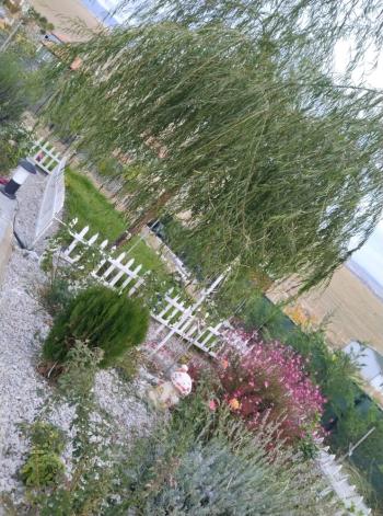 GÜVENAY - ÇORUM MERKEZ PAŞAKÖY EVİ OLAN SATILIK  HOBİ BAHÇESİ