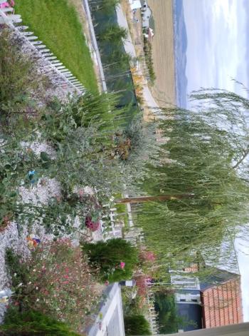 GÜVENAY - ÇORUM MERKEZ PAŞAKÖY EVİ OLAN SATILIK  HOBİ BAHÇESİ