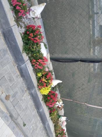 GÜVENAY - ÇORUM MERKEZ PAŞAKÖY EVİ OLAN SATILIK  HOBİ BAHÇESİ