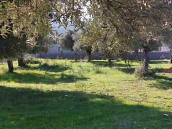 DİDİM KARDELENDE SAILIK 300M3 İMARLI ARSA