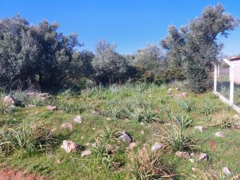 DİDİM KARDELENDE SAILIK 300M3 İMARLI ARSA