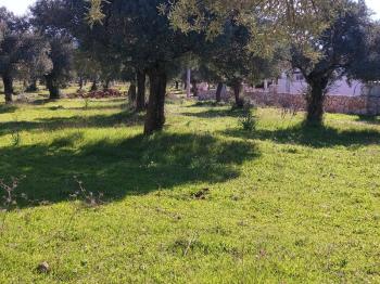 DİDİM KARDELENDE SAILIK 300M3 İMARLI ARSA