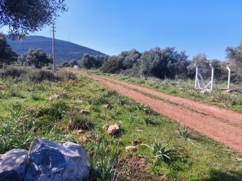 DİDİM KARDELENDE SAILIK 300M3 İMARLI ARSA