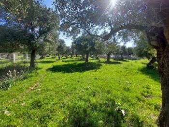 DİDİM KARDELENDE SAILIK 300M3 İMARLI ARSA