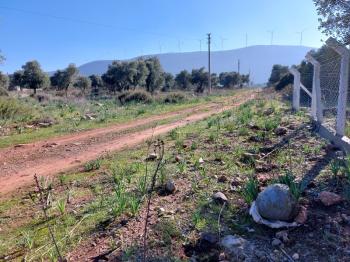 DİDİM KARDELENDE SAILIK 300M3 İMARLI ARSA