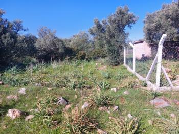 DİDİM KARDELENDE SAILIK 300M3 İMARLI ARSA