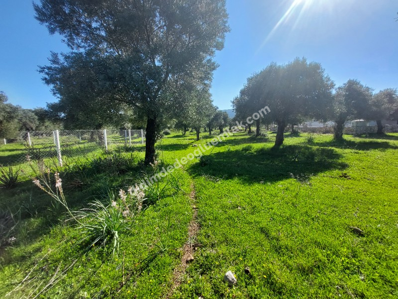 DİDİM KARDELENDE SAILIK 300M3 İMARLI ARSA