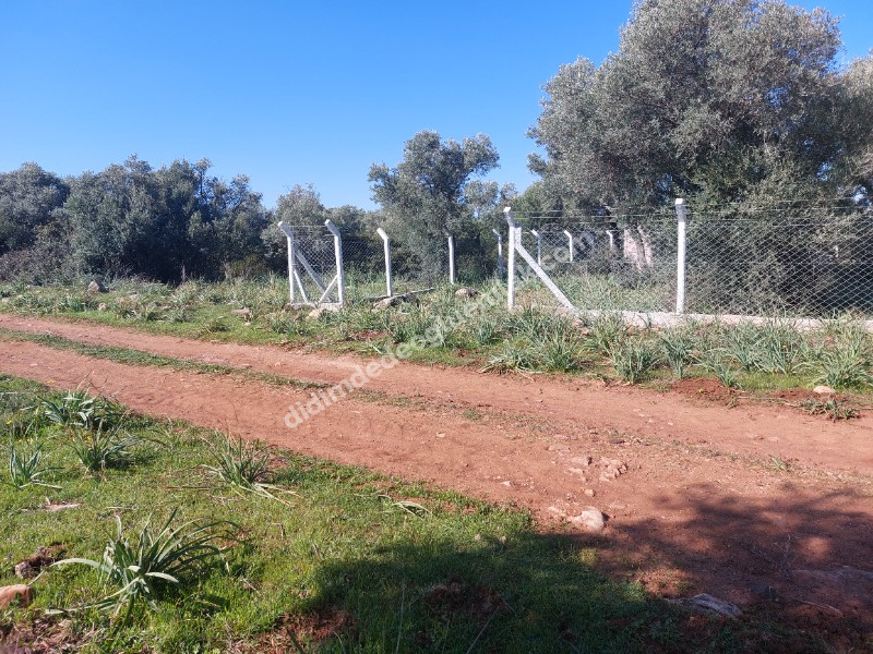 DİDİM KARDELENDE SAILIK 300M3 İMARLI ARSA