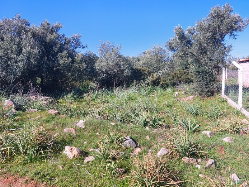 DİDİM KARDELENDE SAILIK 300M3 İMARLI ARSA