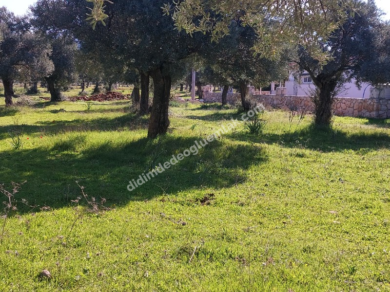 DİDİM KARDELENDE SAILIK 300M3 İMARLI ARSA