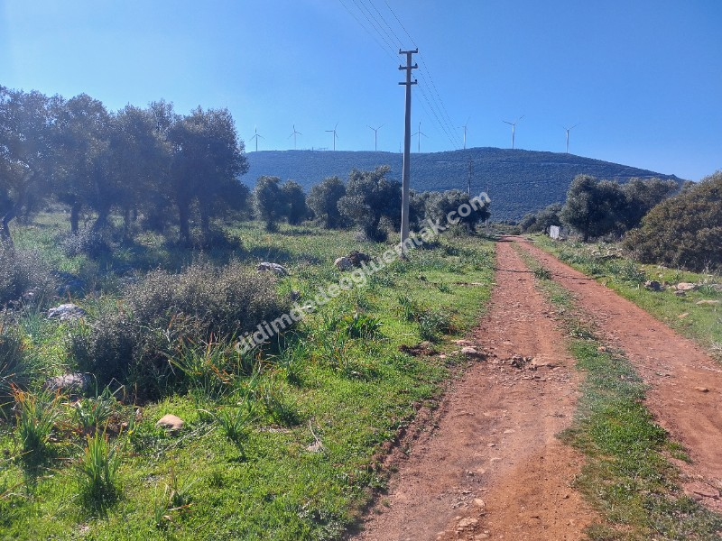 DİDİM KARDELENDE SAILIK 300M3 İMARLI ARSA