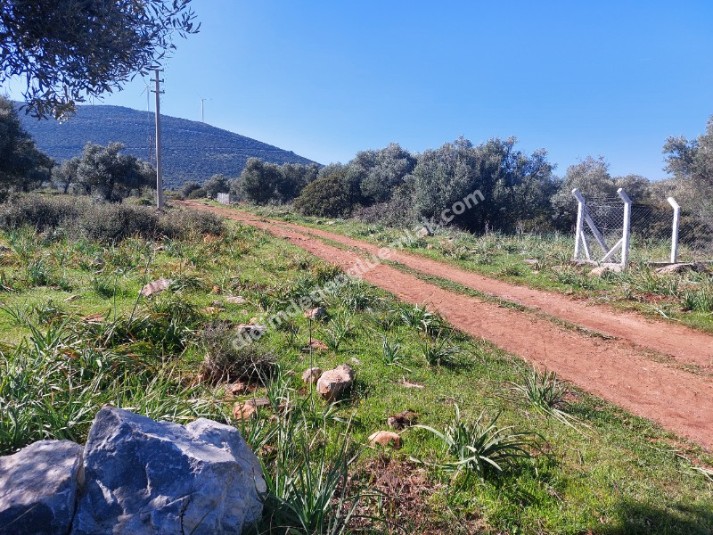 DİDİM KARDELENDE SAILIK 300M3 İMARLI ARSA