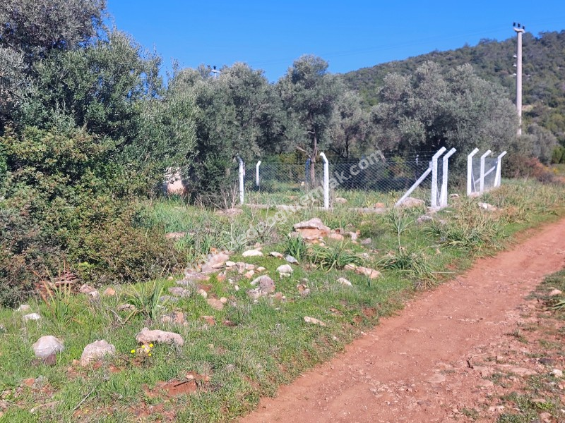 DİDİM KARDELENDE SAILIK 300M3 İMARLI ARSA