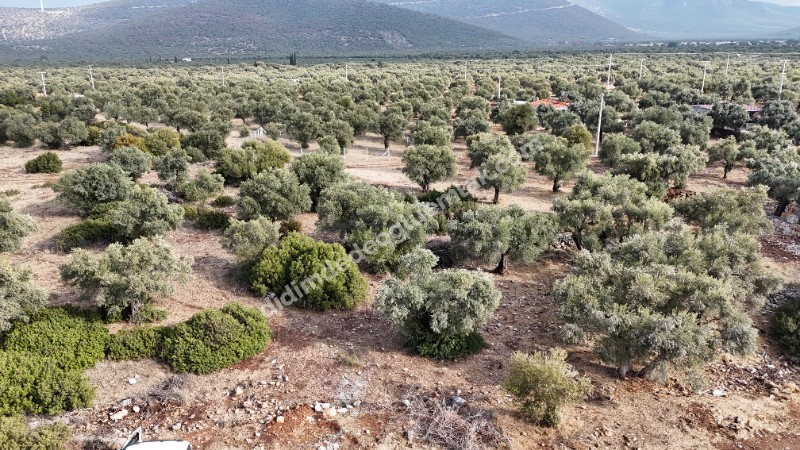 DİDİM KARDELENDE SAILIK 300M3 İMARLI ARSA