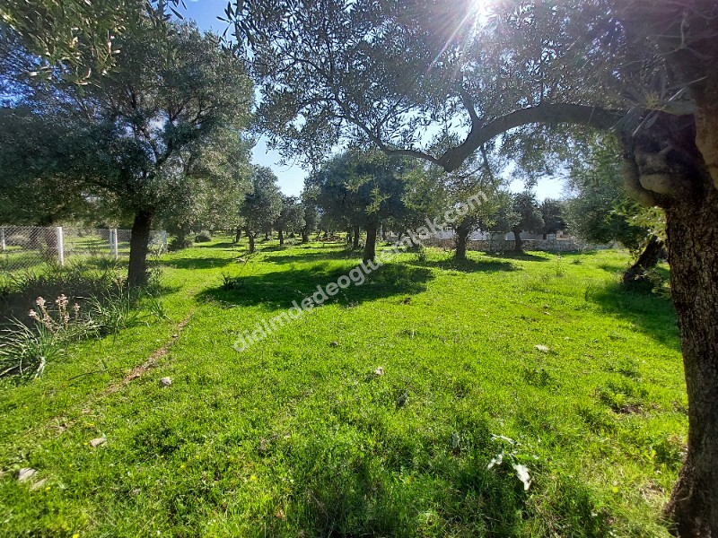 DİDİM KARDELENDE SAILIK 300M3 İMARLI ARSA