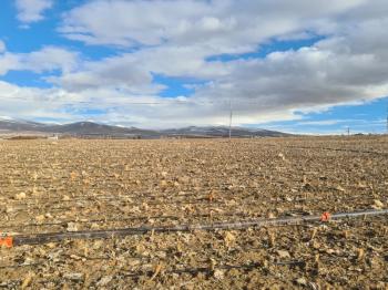 SAZLICA  AŞAĞI  MAHALLEDE 700 M2 SATILIK ARSA 