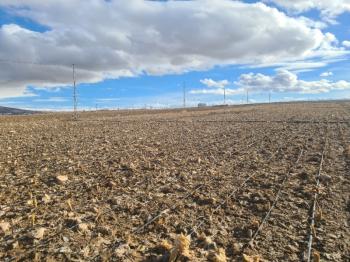 SAZLICA  AŞAĞI  MAHALLEDE 700 M2 SATILIK ARSA 