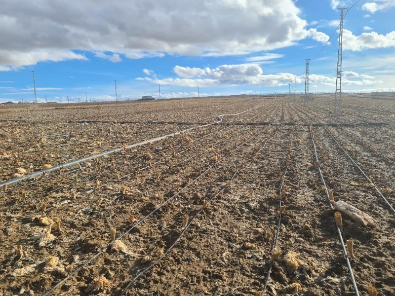 SAZLICA  AŞAĞI  MAHALLEDE 700 M2 SATILIK ARSA 