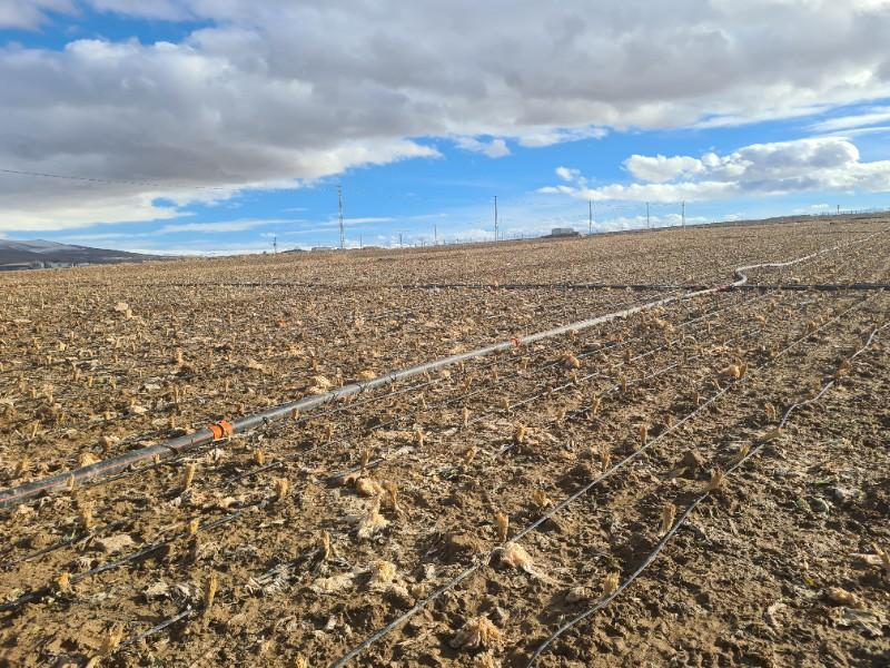 SAZLICA  AŞAĞI  MAHALLEDE 700 M2 SATILIK ARSA 