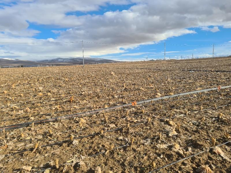 SAZLICA  AŞAĞI  MAHALLEDE 700 M2 SATILIK ARSA 