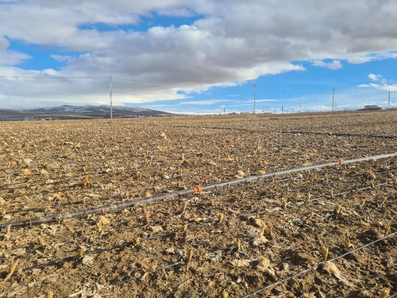 SAZLICA  AŞAĞI  MAHALLEDE 700 M2 SATILIK ARSA 