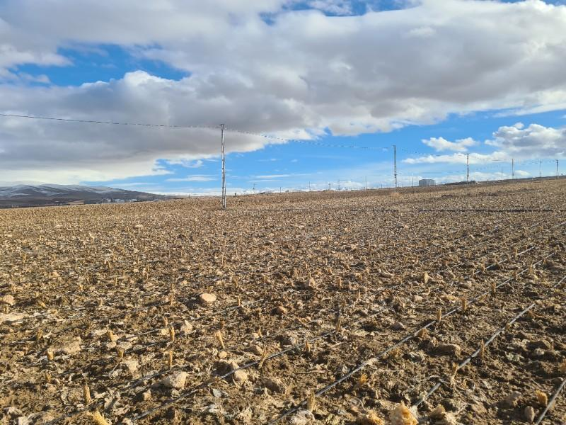 SAZLICA  AŞAĞI  MAHALLEDE 700 M2 SATILIK ARSA 