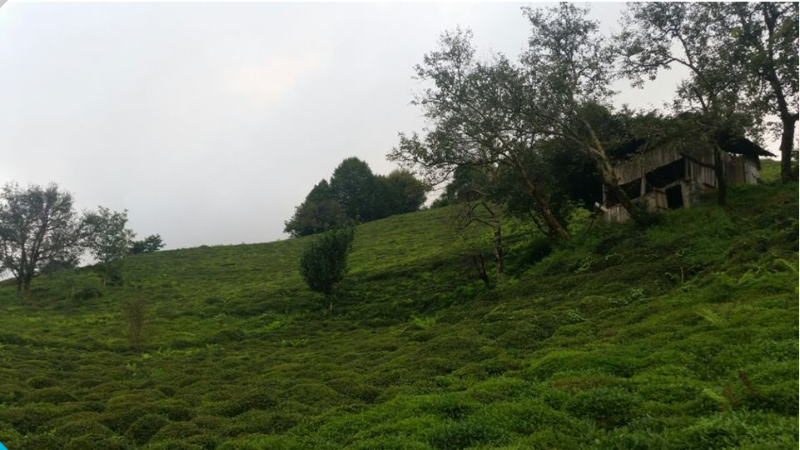 RİZE FINDIKLI MÜSTAKİL EV TAPU SAHİBİ PERTA EMLAK ÜMİT TAHMAZ
