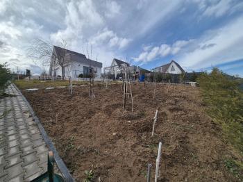 GÜVENAY - ÇORUM MERKEZ PAŞAKÖY EVİ OLAN SATILIK  HOBİ BAHÇESİ