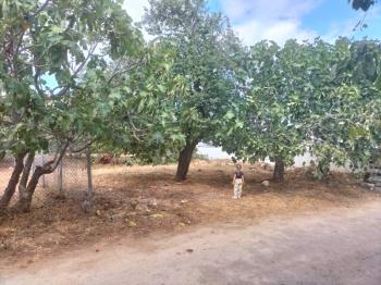 MUDANYA, ÇEPNİ KÖYİÇİ 2 KAT İMARLI 2 TAPULU 400 M2 ARSA