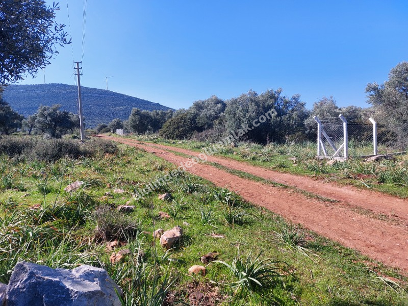 Didim Akyeniköy'de 300m² İmarlı Villa Arsası