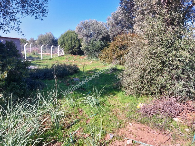 Didim Akyeniköy'de 300m² İmarlı Villa Arsası
