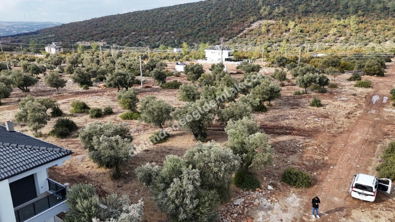 Didim Akyeniköy'de 300m² İmarlı Villa Arsası