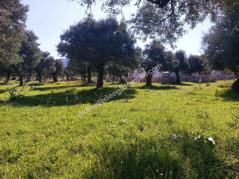 Didim Akyeniköy'de 300m² İmarlı Villa Arsası