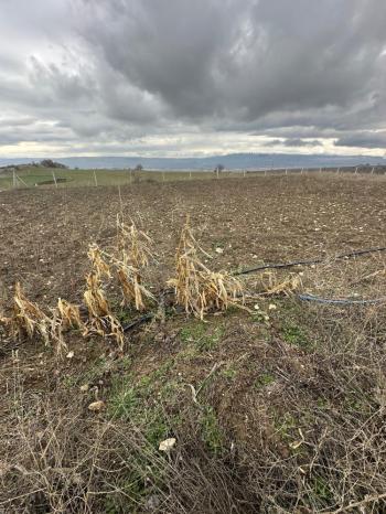 GÜVENAY - ÇORUM  BAHÇELİEVLER HACIKERİM KANDİL ARKASI MEVKİİ SATILIK HOBİ BAHÇESİ 